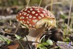 Amanita muscaria... 2 ..jpg